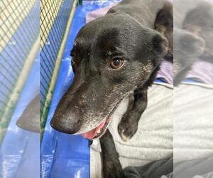 Labrador Retriever-Unknown Mix Dogs for adoption in Calgary, Alberta, Canada