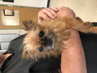 Brussels Griffon Dogs for adoption in Dedham, MA, USA
