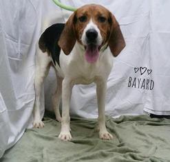 Treeing Walker Coonhound Dogs for adoption in Kendallville, IN, USA