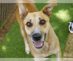 German Shepherd Dog-Unknown Mix Dogs for adoption in Tallahassee, FL, USA