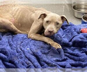 American Pit Bull Terrier Dogs for adoption in Orange, CA, USA