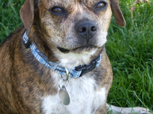 Boglen Terrier Dogs for adoption in Spanish Fork, UT, USA
