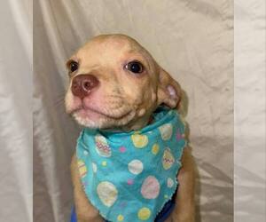 Chihuahua-Unknown Mix Dogs for adoption in New York, NY, USA