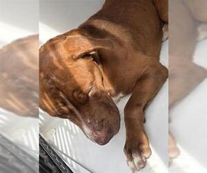 Mutt Dogs for adoption in Houston, TX, USA