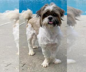 Shih Tzu Dogs for adoption in Fayetteville, GA, USA