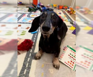 Dachshund Dogs for adoption in Los Angeles, CA, USA