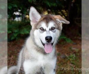 Alaskan Malamute Dogs for adoption in Cumming, GA, USA