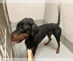 Doberman Pinscher Dogs for adoption in Orange, CA, USA