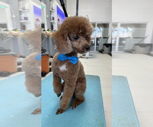 Poodle (Miniature) Dogs for adoption in Chester, NJ, USA
