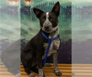 Mutt Dogs for adoption in Lakewood, CO, USA