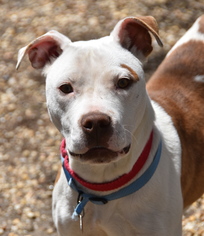Bullboxer Pit Dogs for adoption in Philadelphia, PA, USA