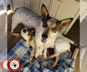 Pembroke Welsh Corgi Dogs for adoption in Shreveport, LA, USA