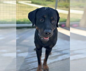 Rottweiler Dogs for adoption in Hillsboro, NH, USA