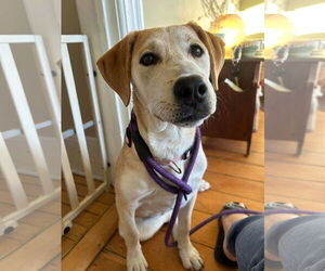 Labrador Retriever-Unknown Mix Dogs for adoption in New London, WI, USA