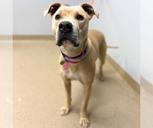 Mutt Dogs for adoption in Aurora, CO, USA