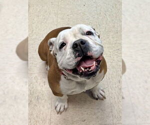 American Bulldog Dogs for adoption in Olathe, KS, USA