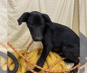 Doberman Pinscher-Unknown Mix Dogs for adoption in Modesto, CA, USA