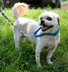 Shih Tzu Dogs for adoption in Arlington, VA, USA