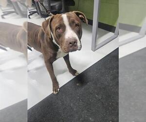 Mutt Dogs for adoption in Temple, TX, USA