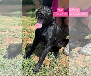 Golden Shepherd Dogs for adoption in Rustburg, VA, USA