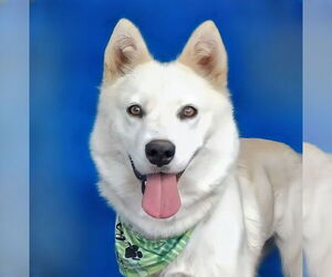 Siberian Husky-Unknown Mix Dogs for adoption in Pasadena, CA, USA