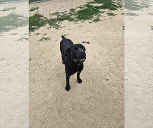 Boxer-Unknown Mix Dogs for adoption in Maquoketa, IA, USA