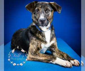 Catahoula Leopard Dog-Unknown Mix Dogs for adoption in Tupelo, MS, USA