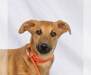 Greyhound-Unknown Mix Dogs for adoption in Woodinville, WA, USA