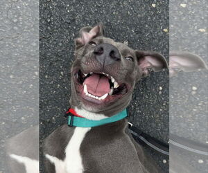 Labrador Retriever-Unknown Mix Dogs for adoption in Germantown, OH, USA