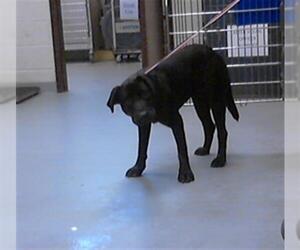 Labrador Retriever Dogs for adoption in Fayetteville, NC, USA