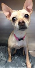 Chihuahua-Unknown Mix Dogs for adoption in Loudon, TN, USA