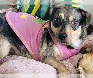 Chihuahua Dogs for adoption in Santa Maria, CA, USA