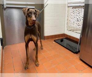 Doberman Pinscher Dogs for adoption in Camarillo, CA, USA