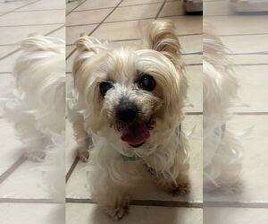 Mutt Dogs for adoption in Middlesex, NC, USA