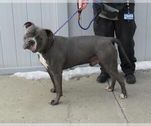 Bullboxer Pit Dogs for adoption in Louisville, KY, USA