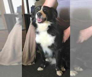 Border-Aussie Dogs for adoption in Winter Park, CO, USA