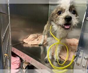 Mutt Dogs for adoption in Grand Prairie, TX, USA