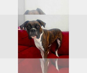 Boxer Dogs for adoption in Austin, TX, USA