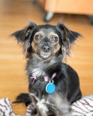 Chiweenie Dogs for adoption in Lockport, NY, USA