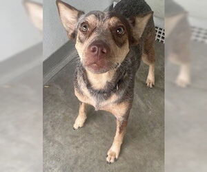 Mutt Dogs for adoption in Temple, TX, USA