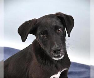 American Pit Bull Terrier Dogs for adoption in Fort Collins, CO, USA