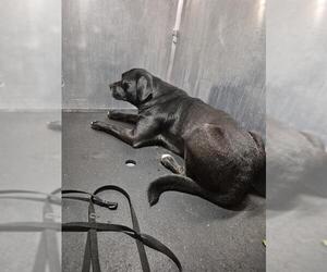 Pug-Unknown Mix Dogs for adoption in San Antonio, TX, USA
