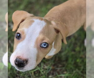 Staffordshire Bull Terrier-Unknown Mix Dogs for adoption in Claremore, OK, USA