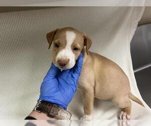 American Pit Bull Terrier Dogs for adoption in HESPERIA, CA, USA