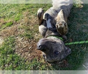 American Pit Bull Terrier-Unknown Mix Dogs for adoption in Warrenton, VA, USA