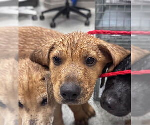 Labrador Retriever-Unknown Mix Dogs for adoption in Pasadena, TX, USA