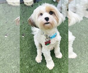 Tibetan Terrier Dogs for adoption in Boonton, NJ, USA
