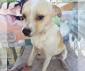 Chihuahua-Unknown Mix Dogs for adoption in Aurora, IN, USA