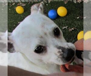 Jack Russell Terrier Dogs for adoption in Pleasanton, CA, USA