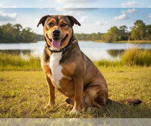 Black Mouth Cur-Unknown Mix Dogs for adoption in Tavares, FL, USA